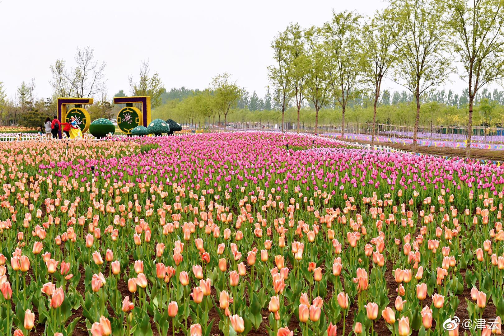 “.烧—钱”换市场，天元宠物第三季度净利下跌19%