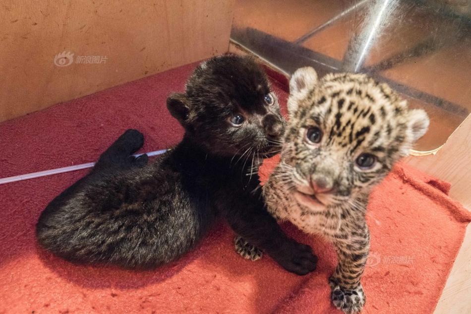 “顺天敬人— 明理厚德” 乙巳年（2025）茅台酒节举行