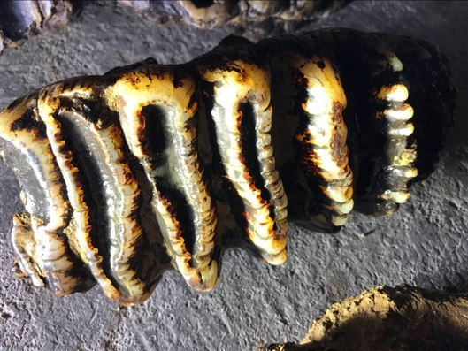 以<竞>争,政策重塑中国市场经济新优势