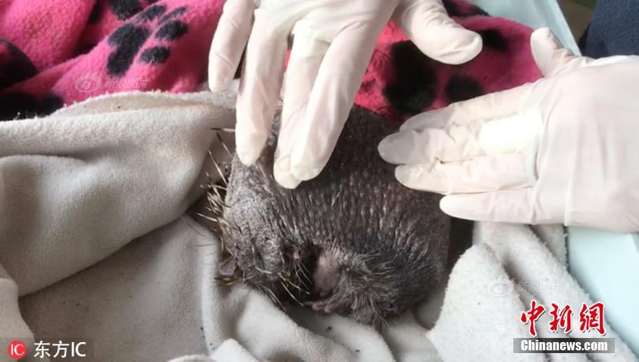 荣耀—官!宣新商标夜神