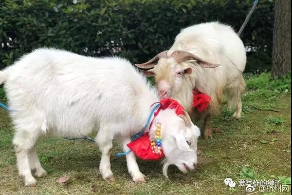 11月19—日外盘头条：谷歌发布gemini3 微软和英伟达投资anthropic 特朗普威胁吊销abc电视台牌照