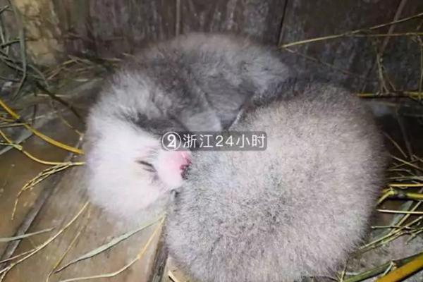 a.i数据中心将在今冬引发“大祸”？监管机构：停电风险加剧、范围扩大！