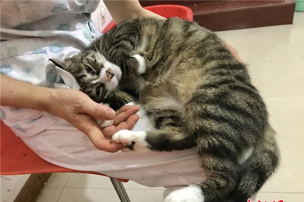 “预制菜”新国标来{袭} 概念股闻风而起