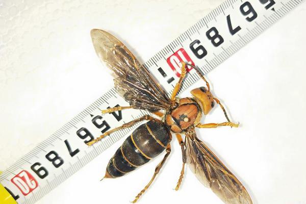 房产,中介抱怨销量受损，zillow下架气候风险评分