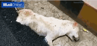 天誉置业接;获额外复牌指引 继续停牌